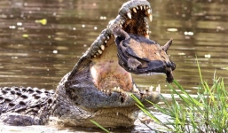 Video: Sát thủ đầm lầy ngậm ngùi cứng họng trước rùa bé nhỏ